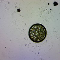 krouzek_25